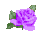 purplerose