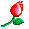 Rose Open